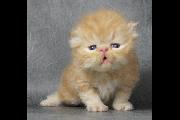 Rufus_16Nov2012