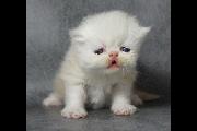 Alphie_16Nov2012