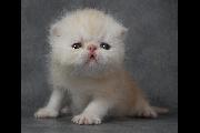 Mimi\'s Simle 03May2014
