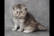 Cloe_25May2014