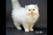 Clover 24 Dec 2023
