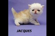 Jacques 28 July 2024