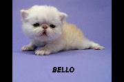 Bello 28 July 2024